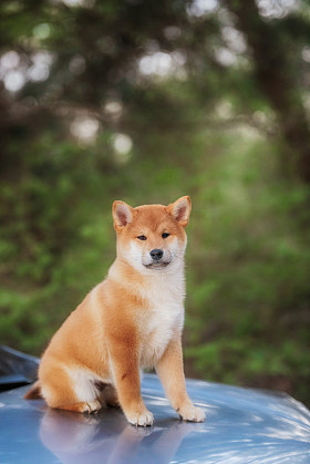 美丽 shiba inu 狗在车上