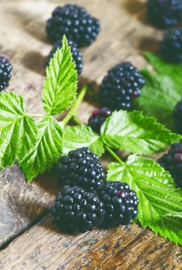 新鲜的黑莓用叶子图片
