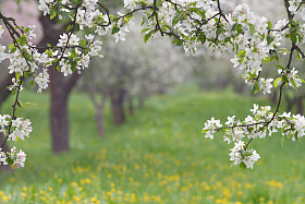 盛开的苹果树.照片