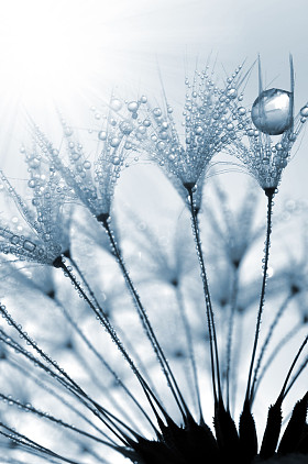 露水蒲公英图片