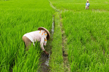 农民在稻田里工作图片