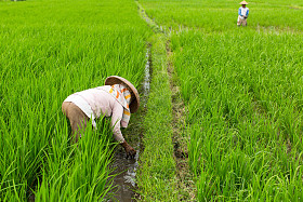 农民在稻田里工作图片