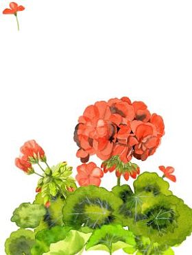 水彩插图红色的天竺葵花，空白邀请卡的设计