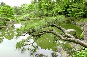 松树，用反射在日本禅宗花园桥