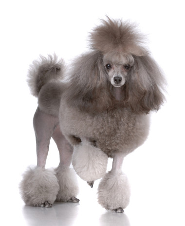 贵宾犬的画像图片