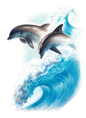 彩色繪圖︰ 兩只海豚在波浪上的。水彩鉛筆