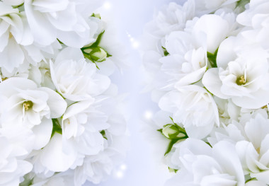 美丽的白色茉莉花