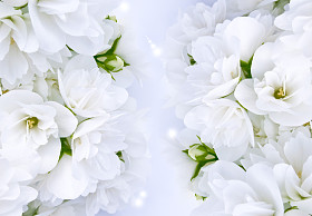 美丽的白色茉莉花