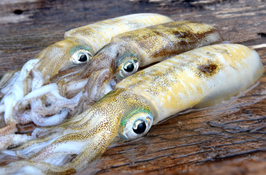 3 新鲜和生活软卡特尔鱼图片