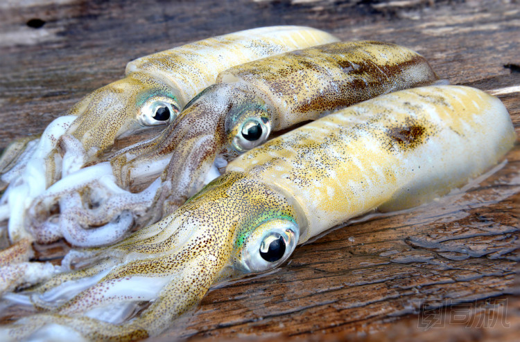 3 新鮮和生活軟卡特爾魚(yú)圖片