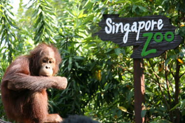 與新加坡動物園簽署 orang utan