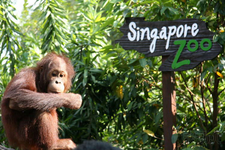 與新加坡動(dòng)物園簽署 orang utan