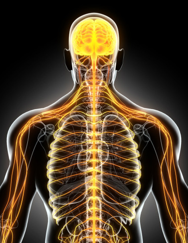 3d 插图男性中枢神经系统