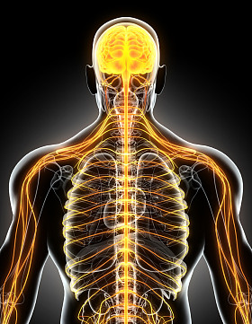 3d 插图男性中枢神经系统