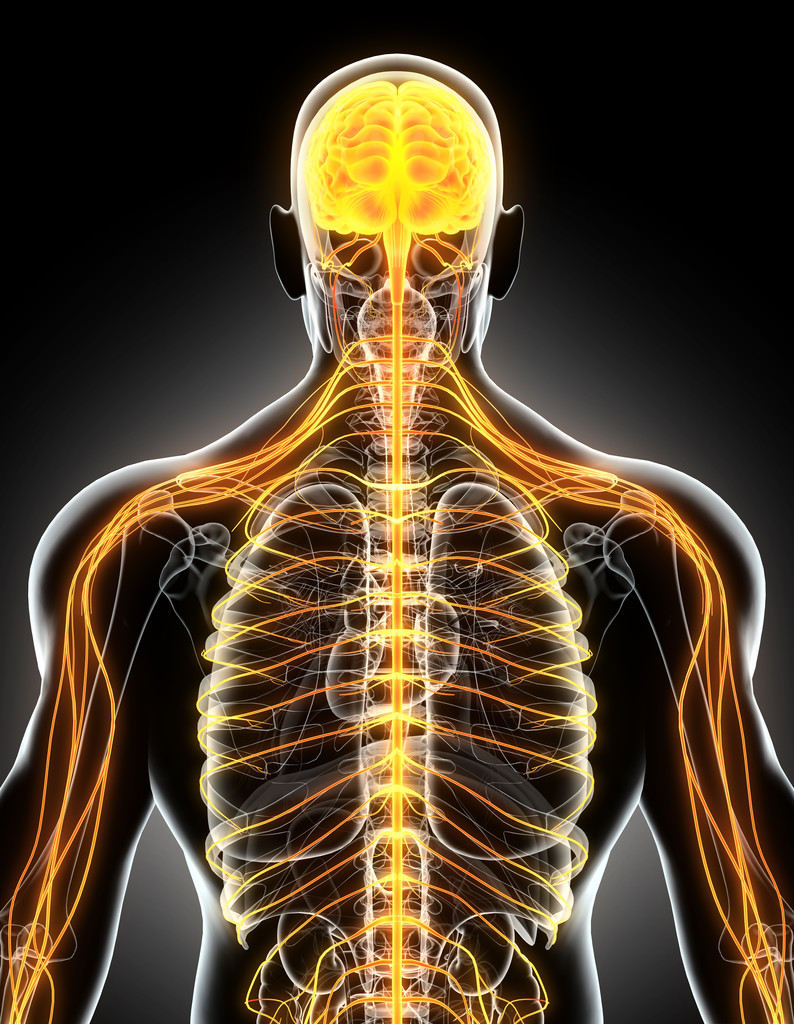 3d 插图男性中枢神经系统