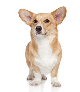 在白色背景上的威尔士柯基犬图片彭布罗克