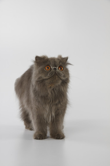 蓝色波斯猫站和查找
