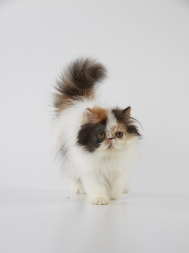 在白色背景上行走的印花布波斯小貓貓