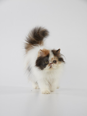 在白色背景上行走的印花布波斯小猫猫