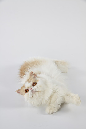 红色和白色波斯猫铺设和在白色背景上