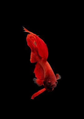 斗魚(yú)暗藍(lán)色半月斗魚(yú)關(guān)閉照片