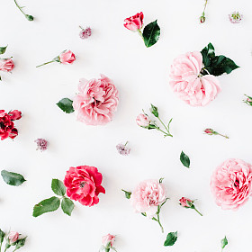 玫瑰、 chamomiles 和绿色的树叶