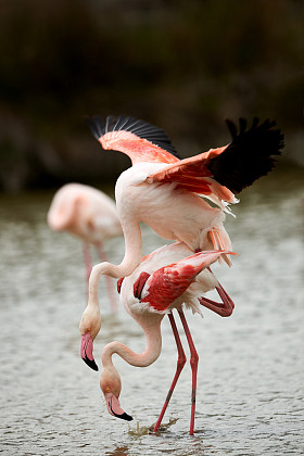 美丽的粉红色的火烈鸟 （红鹳花)