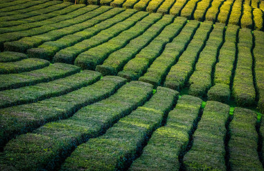 在圣米格尔，亚速尔群岛上的茶叶种植园