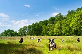 在字段中嬉戏的快乐狗