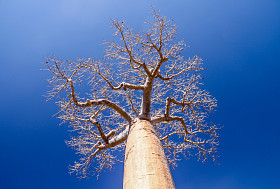 一个巨大的猴面包树