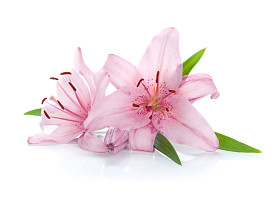 两个粉红色的百合鲜花
