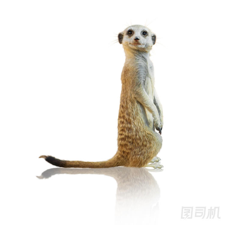 貓鼬的肖像