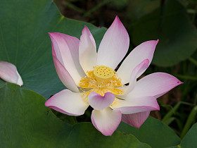 投标莲花图片
