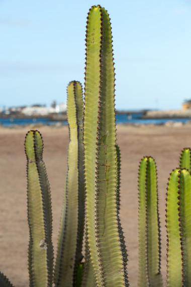 在加那利群島富埃特文圖拉西班牙菜仙人
