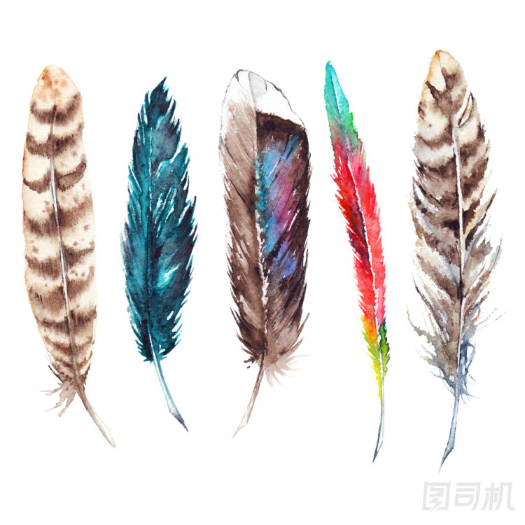 設(shè)置獨立的水彩多彩的珍奇的鳥羽