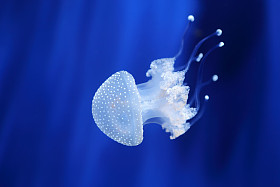 白色的水母。意大利热那亚水族馆