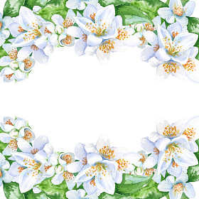 框架与茉莉花。孤立。水彩插图