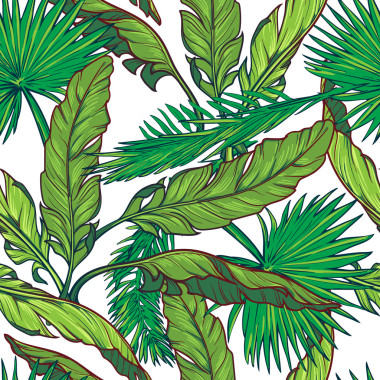 香蕉树和棕榈树上的叶子在白色背景上