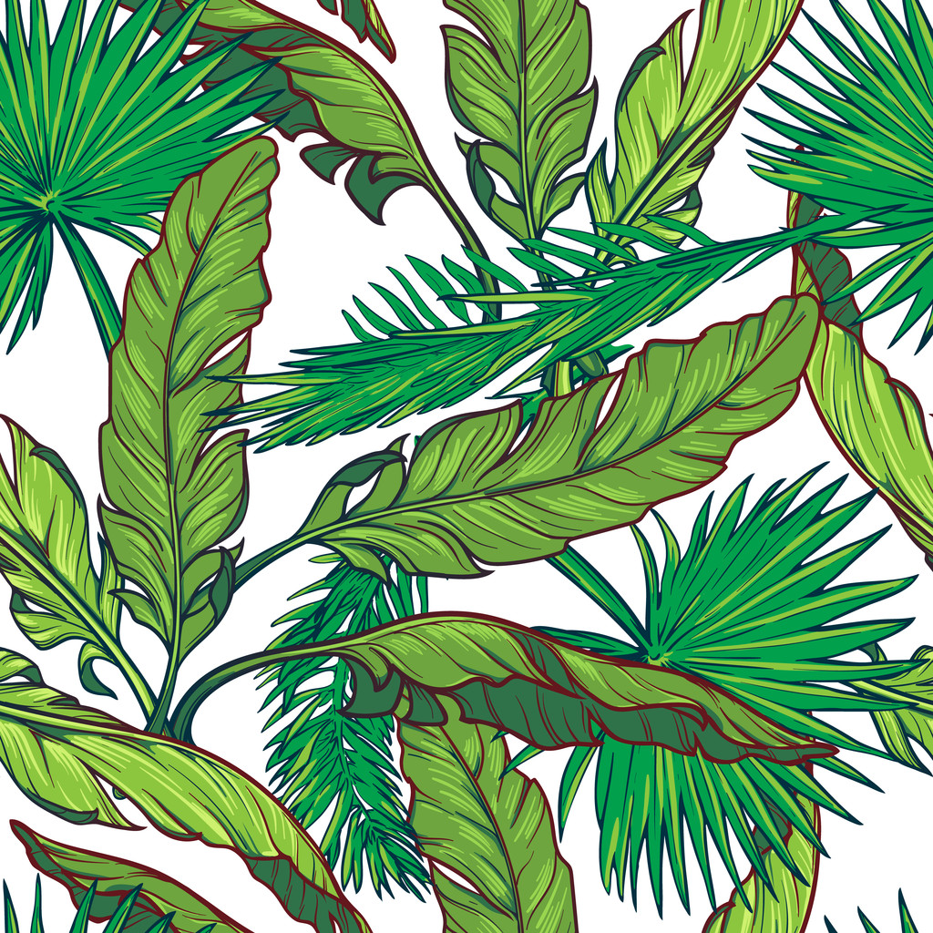 香蕉树和棕榈树上的叶子在白色背景上 香蕉树和棕榈树上的叶子在白色背景上