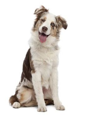 澳大利亚牧羊犬幼犬，6 个月大，坐在白色背景下