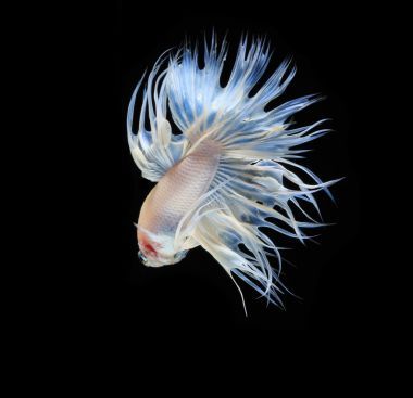 暹羅斗魚(yú)圖片