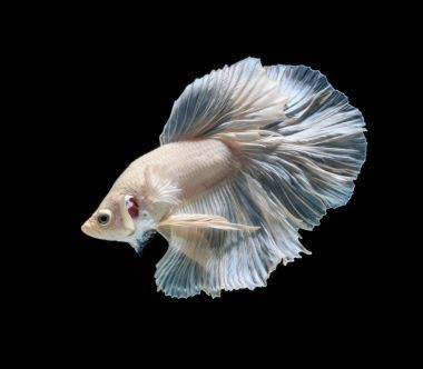 暹羅斗魚圖片