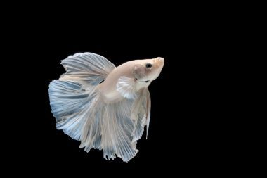 暹羅斗魚圖片
