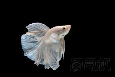 暹羅斗魚圖片