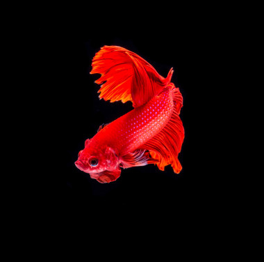 紅色暹羅斗魚照片