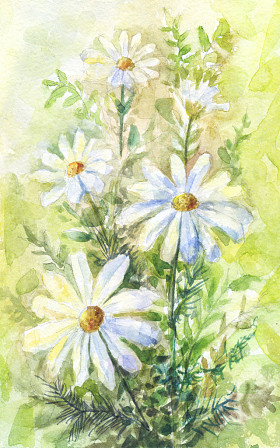 洋甘菊水彩画