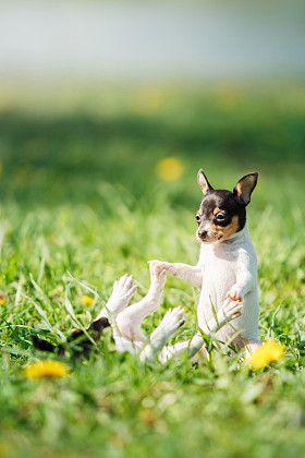 狗繁殖玩具猎狐犬小狗图片