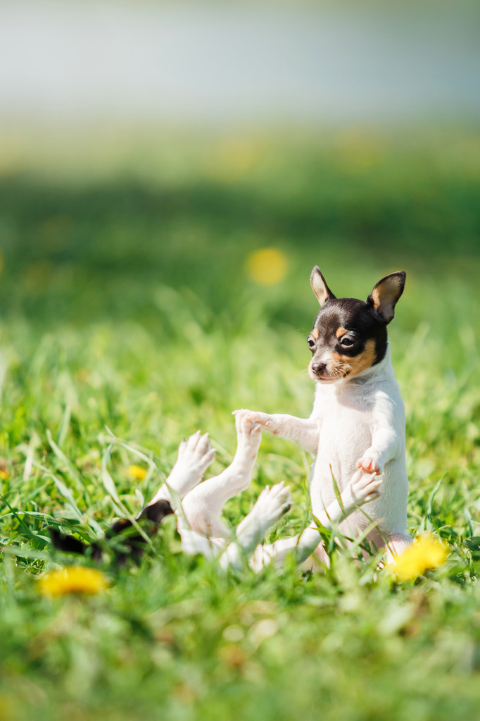 狗繁殖玩具猎狐犬小狗图片