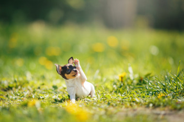 狗繁殖玩具猎狐犬小狗