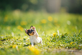 狗繁殖玩具猎狐犬小狗